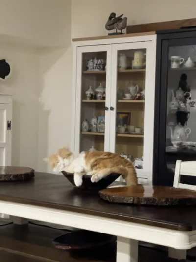 My cat fell asleep ???