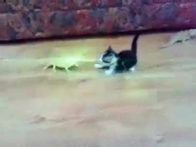 Kitty apocalypse