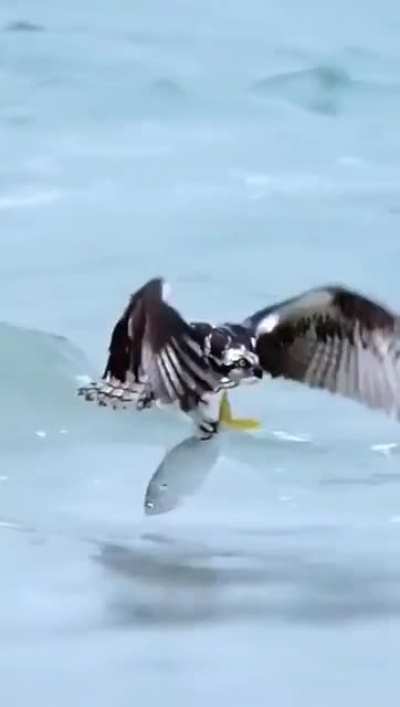 ? Osprey nabs a fish so heavy he can barely get airborne.