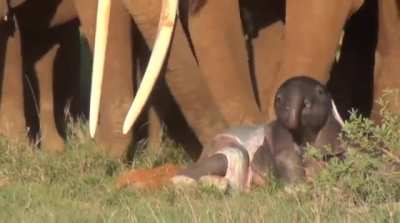 ? Elephant herd inspects newborn baby