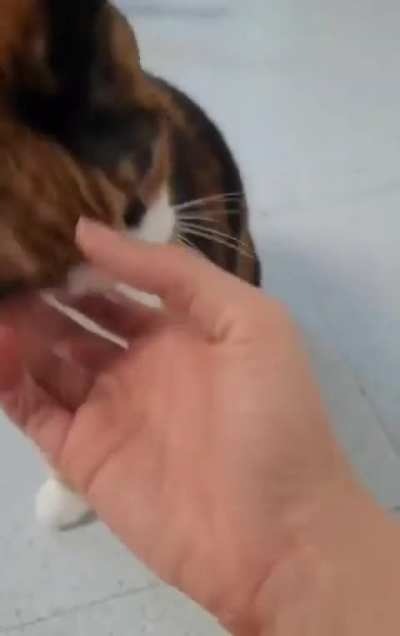 Petting Elsa