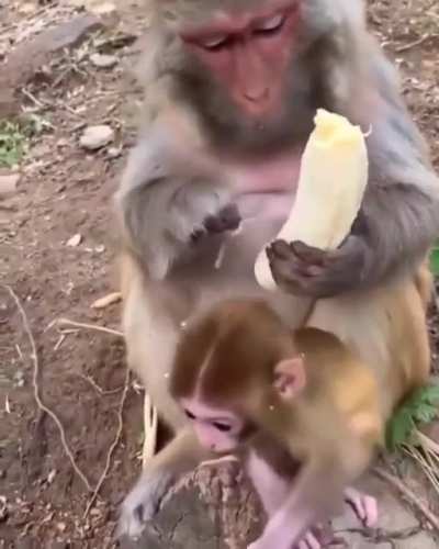 ? Monkey taken banana snacks