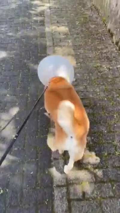 enjoy his happy walk
