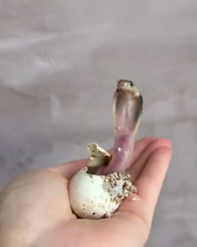 ? Newly hatched baby King Cobra.