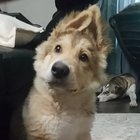 More people need to see my confused puppy!