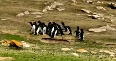? Penguins exchanging information
