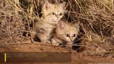 ? Sand Cat Kittens Filmed in the Wild for First Time ?