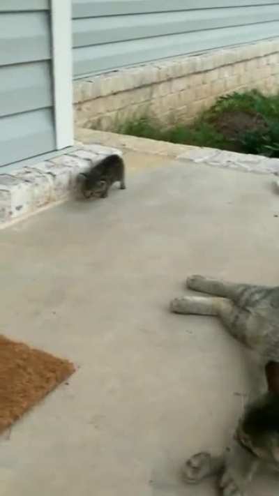 Illegaly smol stray