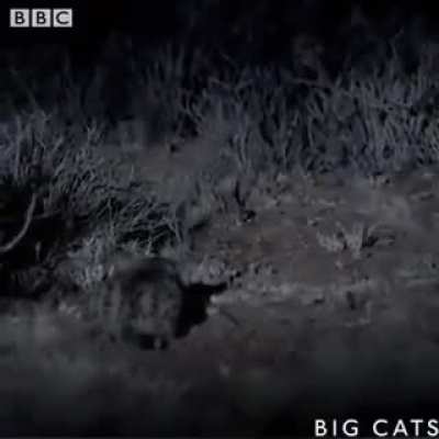 ? Black footed cats