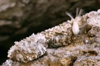 The Spider-Tailed Horned Viper uses its specially adapted tail to lure in hungry birds migrating through the mountainous deserts of western Iran, and it is fucking nightmare fuel ?