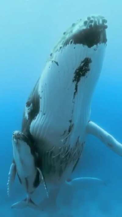 ? Stunning humpback whale with its baby