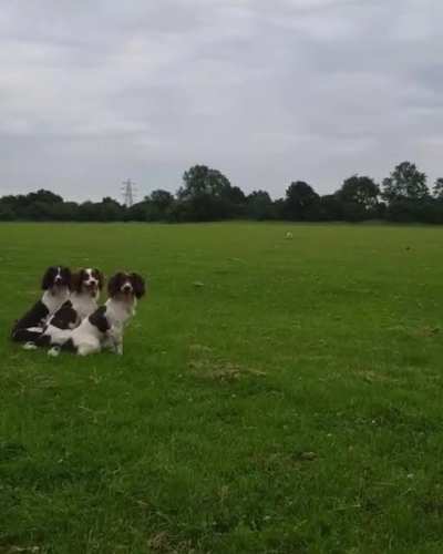 Specially Trained Spaniels