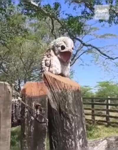 A strange bird appears in a forest in Brazil