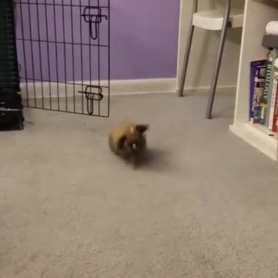 That little hop-turn in the middle is called a "binky" and means this bun is very happy and feels safe.