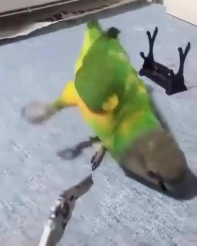pop goes the birdie