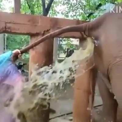 An elderly elephant became severely constipated