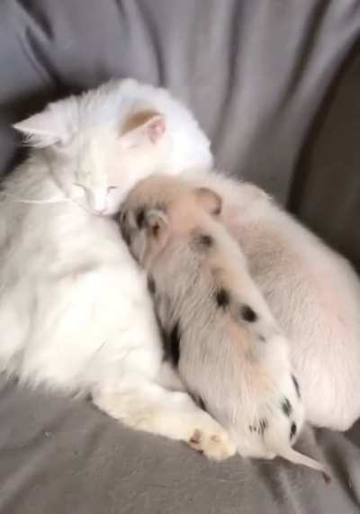Cat ? Piglets