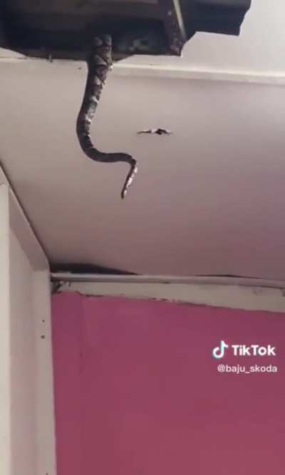 Removing this snake