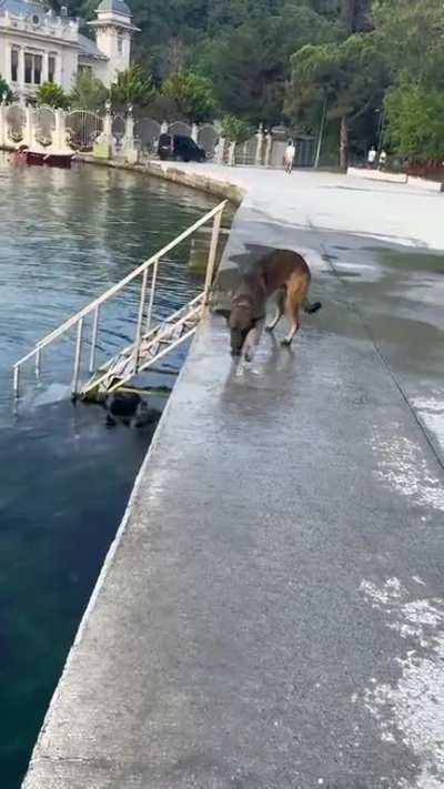 Solo game of fetch