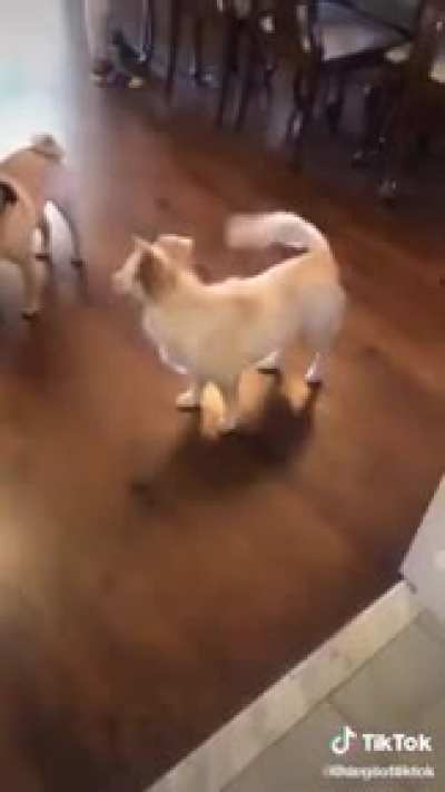 " Telling my deaf dog it's time to go for a walk "