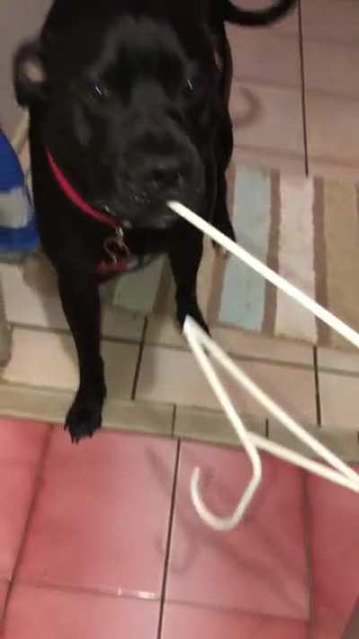 Tell me why He has all the toys in the world and chooses a Coathanger. ?