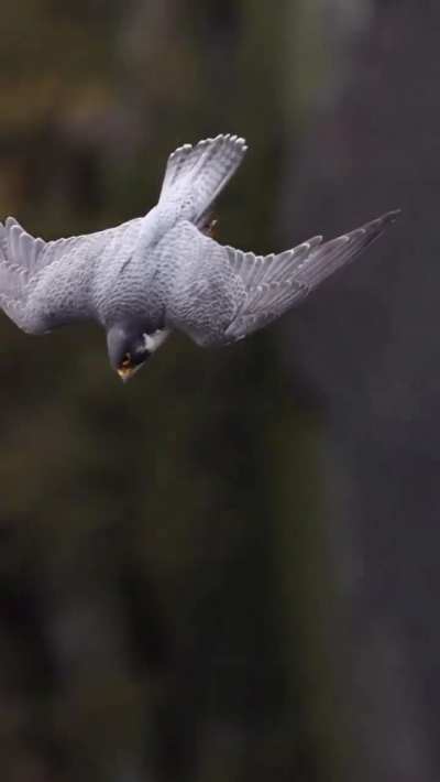 ? Male Peregrine Falcon takeoff.