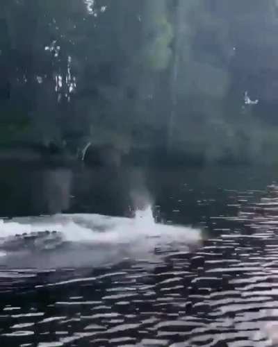 ? Crocodiles can swim much faster than you think