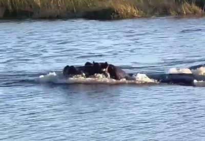 3 Lions Attempting To Cross A River Quickly Realize It Might Not Be The Best Idea