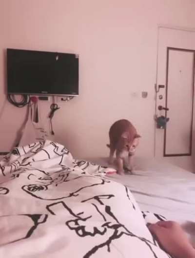 Cat tries to feed its human