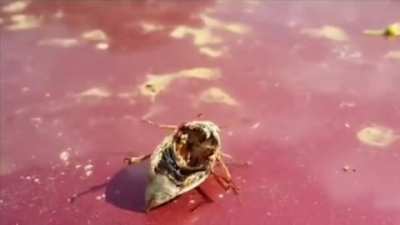 “Zombie” Beetle controlled by a parasite after death