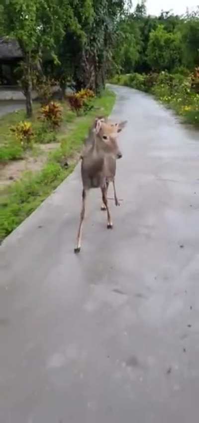 ? Just a monkey riding a deer