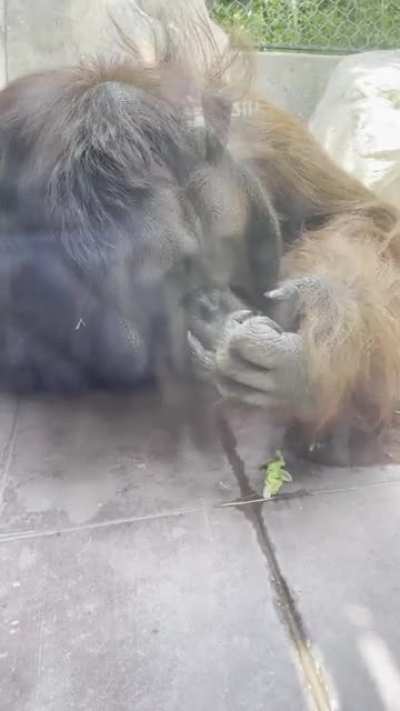 Orangutan picking his nose