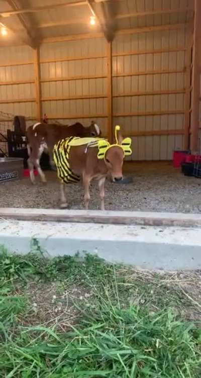 This little bee is ready for Halloween ?