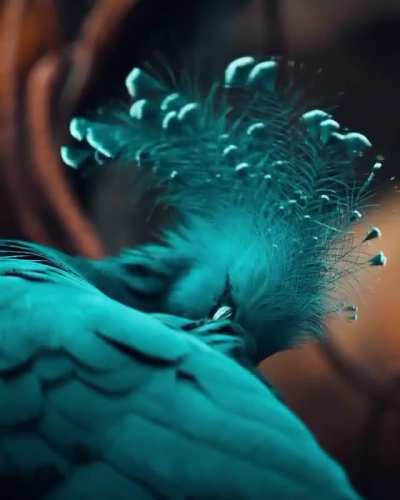 ? The Victoria crowned pigeon looking majestic ?