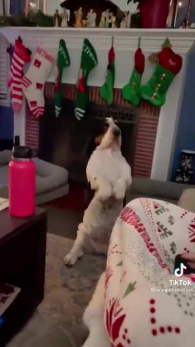 Short people/dogs always got anger issues