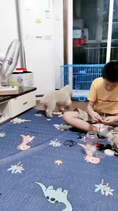 Smart dog