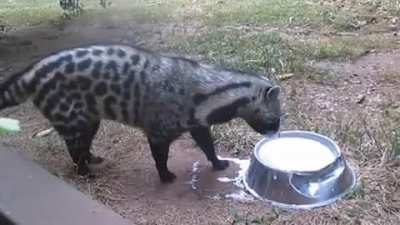 ? Civet: milk should be eaten!