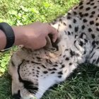 You might NOT want to stop petting.