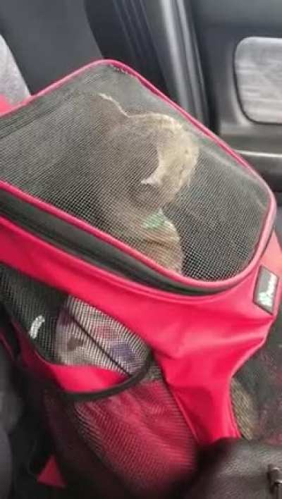 Sushi gets angry when she can’t see out the window