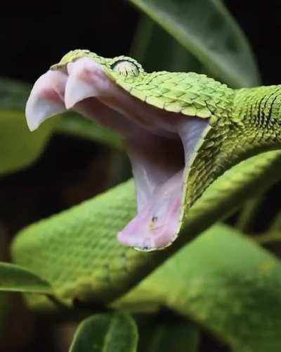 ? western bush viper