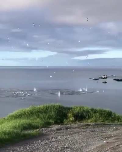 ? Gannets torpedoing in the ocean?