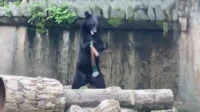 The Elusive Ninja Bear.