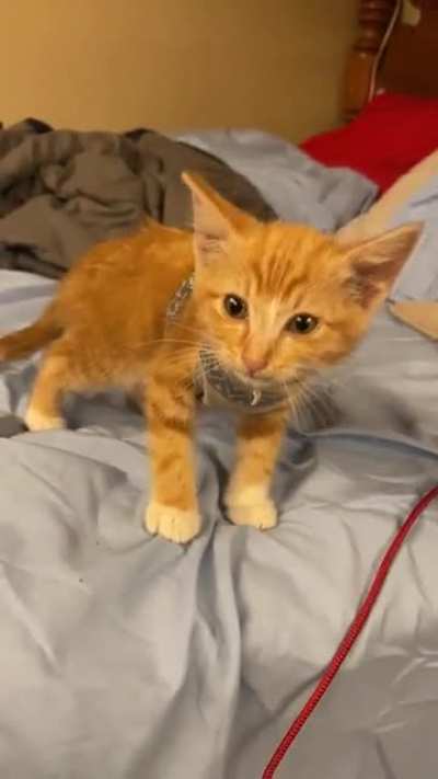 Trapped a feral kitten in a BBQ woodpile, scared, dirty and skinny. Within 2 days, she’s screaming for snuggles.