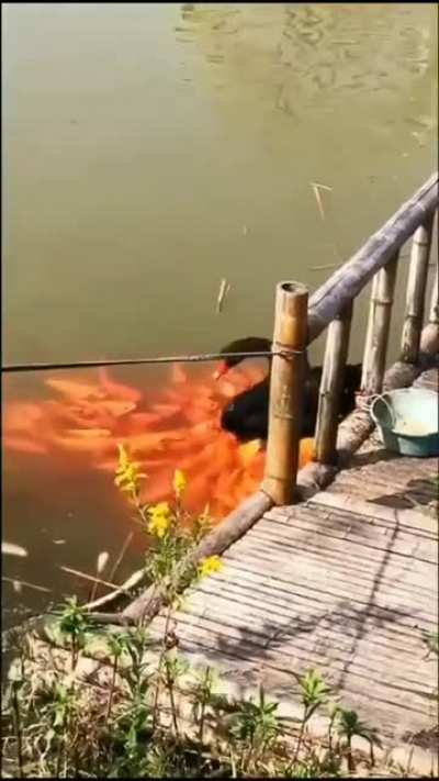 ? Black swan surrounded by orange fishes making it look like different colour feathers of his body in river.