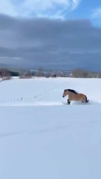 ? Norwegian dole horse