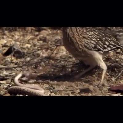 ? The greater roadrunner (Geococcyx californianus) smashes the rattlesnake's head on rocks and swallows it whole.