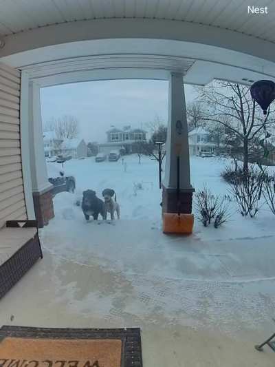 Two good bois realize they’re at the wrong porch at the same time, looks same buuuut smells different.