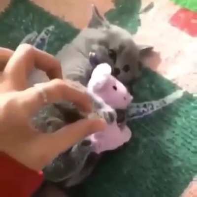 Don’t touch his toy ?