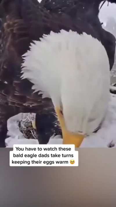 Bald Eagle Parents Taking Turns Keeping The Eggs Warm