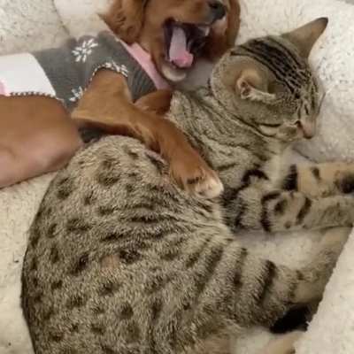 Best Buddies ?